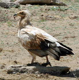 Egyptian Vulture